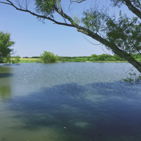 Texas pond